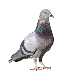 During the 1900 Games, hundreds of pigeons died in shooting competitions.