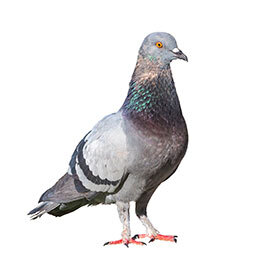 Aux Jeux de 1900, des centaines de pigeons sont morts lors des compétitions de tirs.