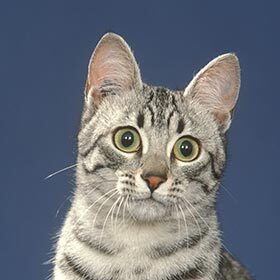 The Egyptian Mau is probably the oldest breed of cat.