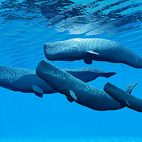 Sperm whales find their prey near the surface of the sea.
