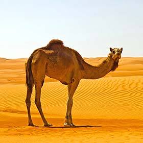 Dromedaries will attack camels to protect their territory.