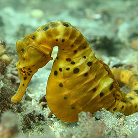 Seahorses have many predators.