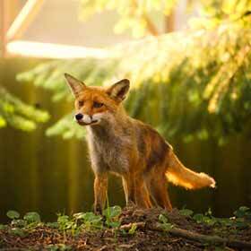 Ireland is the only country in the northern hemisphere where the red fox is not present.