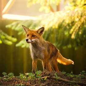 L’Irlande est le seul pays de l’hémisphère Nord où le renard roux n’est pas présent.