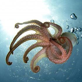 The octopus changes color slowly.
