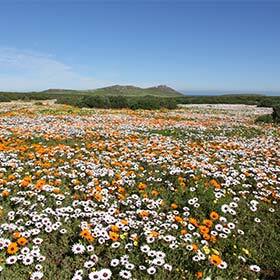 Chaque printemps, le Namaqualand se couvre de millions de fleurs.