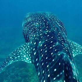 There is a shark that is three times bigger than an elephant.