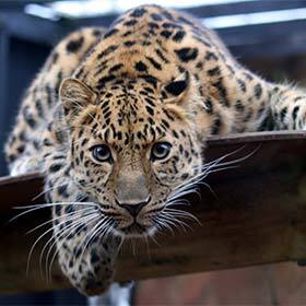 The Amur leopard officially went extinct in 2009.