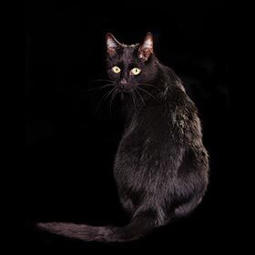 In the Middle Ages, cats were considered evil by Europeans.