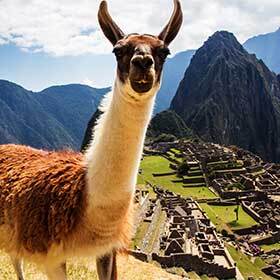 Llamas and alpacas were very important in the life of the Incas.