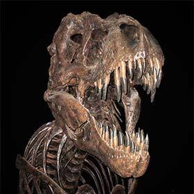 Tyrannosaurus rex could swallow 500 lb. (230 kg) of meat in one bite.