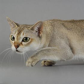 La plus petite race de chats est le singapura.