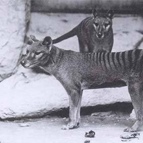 The Tasmanian tiger was a feline from Tasmania, Australia, and New Guinea.