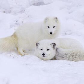A family of polar foxes eats about 4000 lemmings per year.