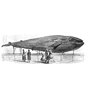 The blue whale would be too big to live on land.
