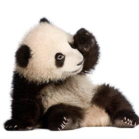 At birth, the panda bear cub weighs only 3.5 oz. (100 g).