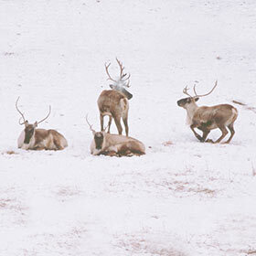 Most female reindeer have antlers.
