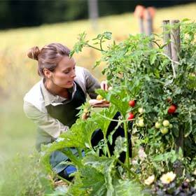 Le mot cru est bien écrit dans : « J’ai toujours cru qu’il était préférable de manger des tomates crues qui ont crû dans mon potager. »