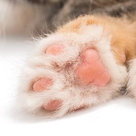 The pads on a cat’s paw don’t feel anything.