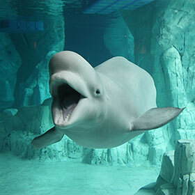 The beluga whale is nicknamed the sea canary.