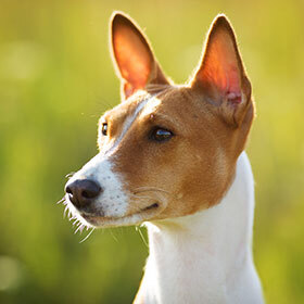 The Basenji doesn’t bark.