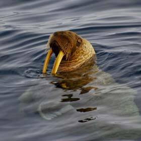 The walrus has a pair of bags, connected to the pharynx, which help it float.