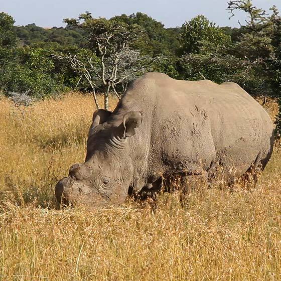 The last male northern white rhinoceros died in  2018.