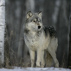 L’ADN des chiens est à 84 % similaire à celui des loups gris.