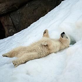 The polar bear has black skin.