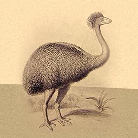 L’œuf de l’æpyornis (oiseau-éléphant) avait un volume de 9 litres (2,4 gallons).