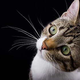 A cat’s whiskers help it hunt at night.