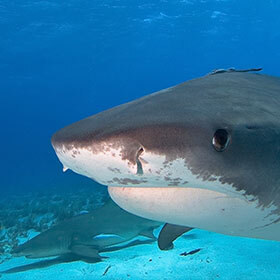 Sand tiger shark pups hatch from their egg inside their mother’s womb.