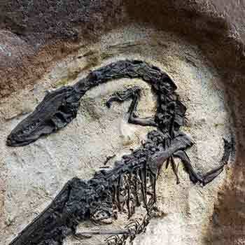 Paleontologists have identified the fossils of about 55 distinct dinosaur species.