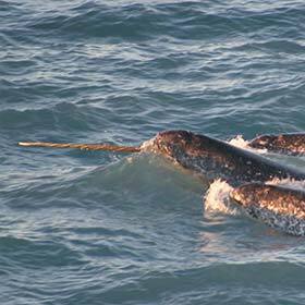 The long horn of the narwhal is an outgrowth of his left canine.