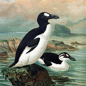 The last known great auk was killed in 1844 at Eldey Island in Iceland.
