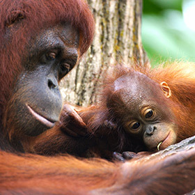 Baby orangutans are full of life as soon as they’re born.
