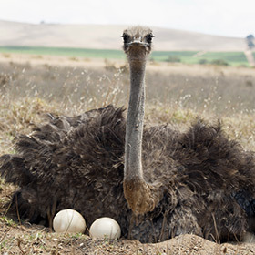 Both male and female ostriches take turns sitting on the egg.