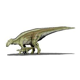 The Maiasaura could have lived in herds of 10,000 individuals.