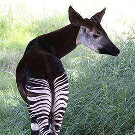The last three known okapis were killed by poachers to feed the black market for Chinese medicine.