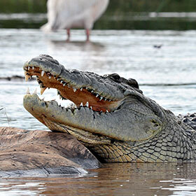 The stomach of the Nile crocodile dissolves the bones of its prey.