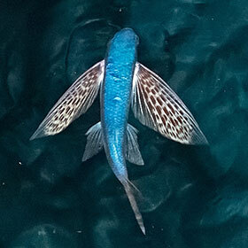 Le poisson-exocet peut planer plus de 50 m (165 pi) dans les airs.