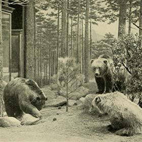 While it was believed to be extinct, a dozen Mexican grizzlies were spotted in New Mexico and Arizona in 2016.