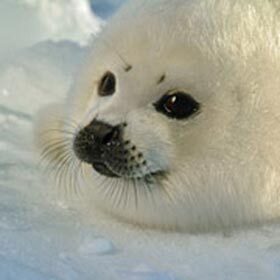 Seal pups triple their weight in 12 days.