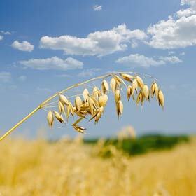 J’ai d’abord été considéré comme une mauvaise herbe dans les cultures de blé.