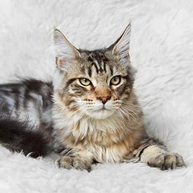 Au repos, le cœur d’un chat bat presque deux fois plus vite que le cœur d’un humain.