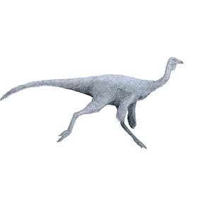 The fastest dinosaurs could run at 43.5 mph (70 km/h).