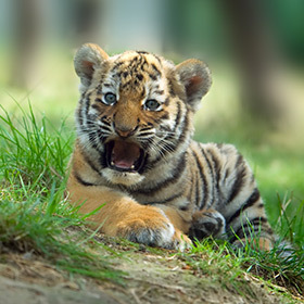 À l’âge de 6 mois, les petits tigres partent vivre seuls.