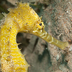 The eyes of the seahorse operate independently from one another.