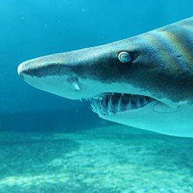Sharks play with their young to teach them how to survive.
