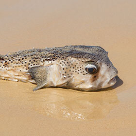 Les poissons ne peuvent pas se noyer.